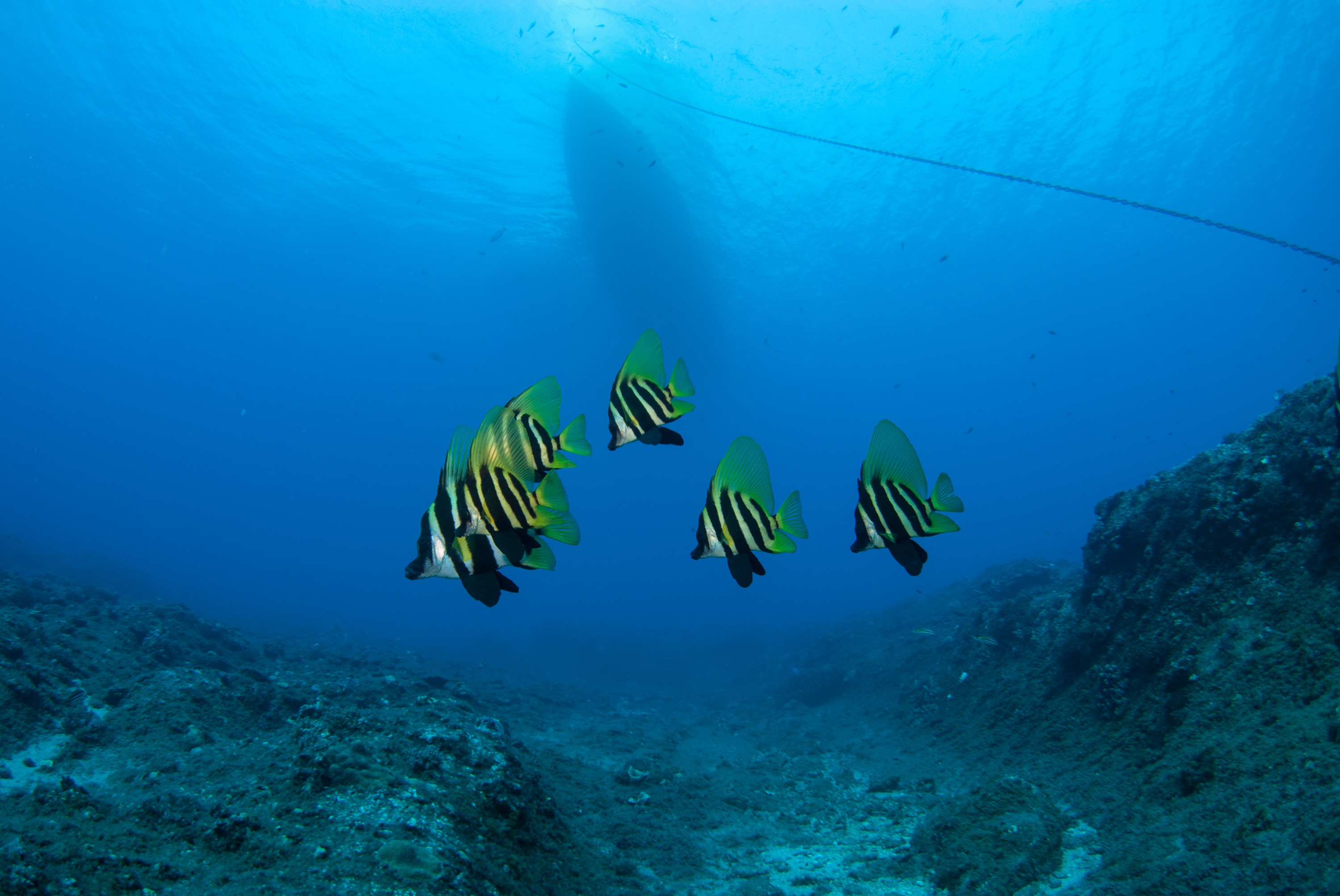 _JFG3989 – kermadec, islands, kermadecs, dive, images, remote, doc, sub tropical, subtropical, sub-tropical, marine, reserve, expedition, lust for rust, mesley, crispin, nz, new, zealand, new zealand, Striped, boarfish, boar, fish, Evistias, acutirostris, crispin, Kermadecs 13,